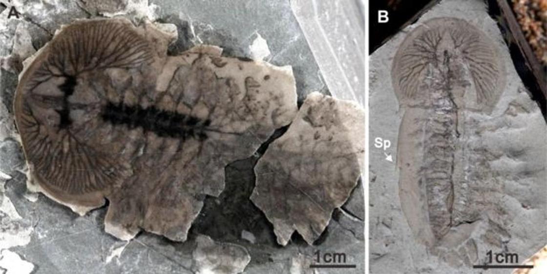 В Китае найдены тысячи неизвестных науке окаменелостей