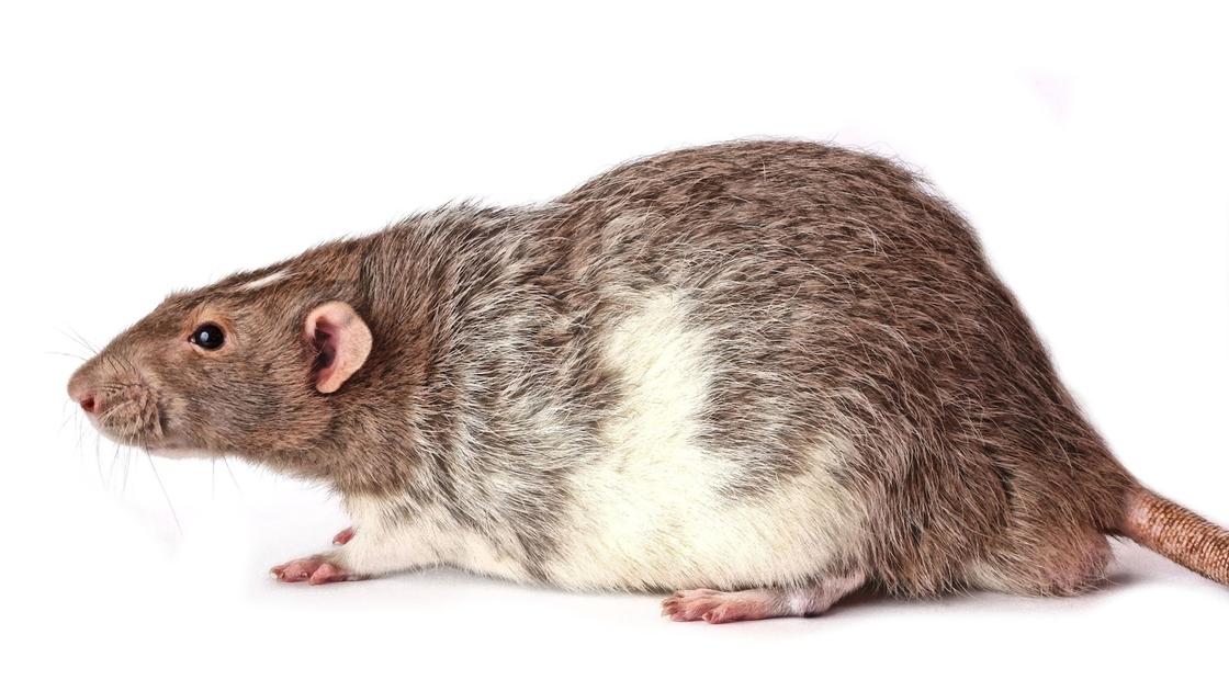 Большая крыса с густой щетинистой шерстью серого и белого цвета