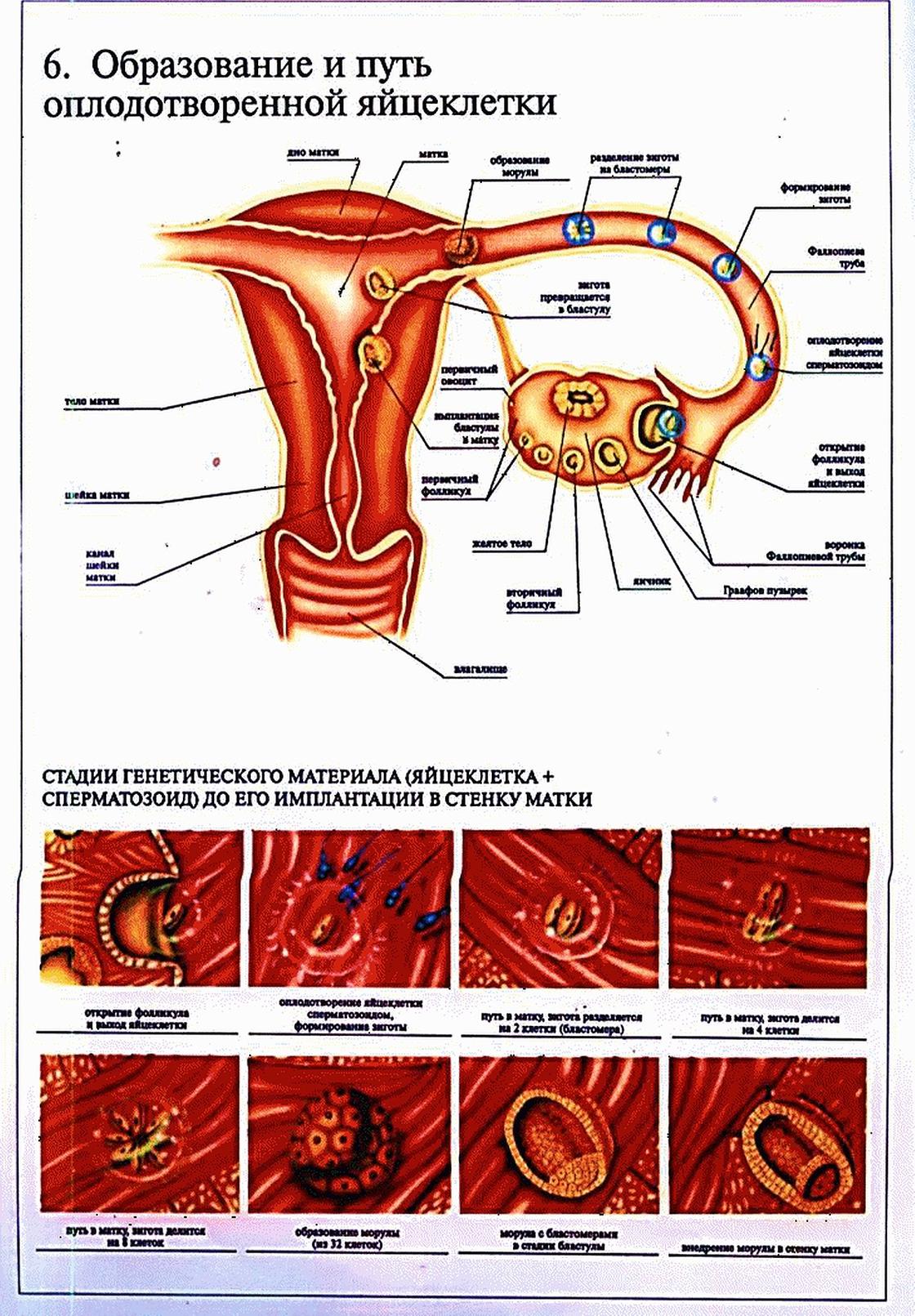 Оплодотворение в полости матки. Схема путей яйцеклетки по маточной трубе. Движение яйцеклетки по дням цикла. Процесс оплодотворения яйцеклетки схема. Путь яйцеклетки после оплодотворения.