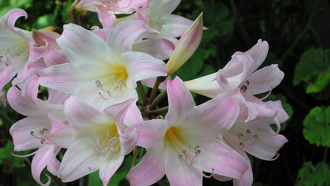 Соцветие лилий с бело-розовыми лепестками