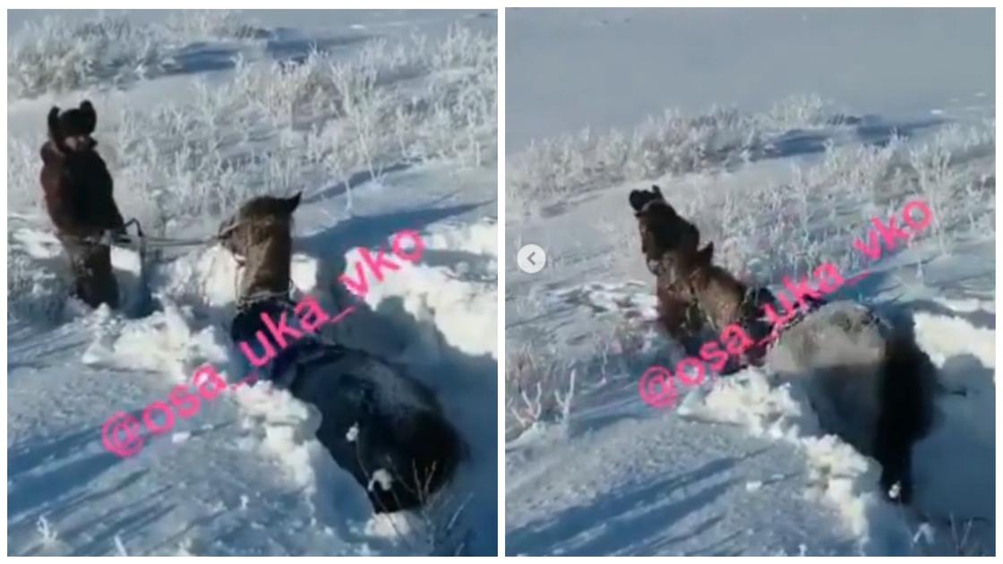 Конь провалился в снег вместе с всадников в Восточном Казахстане (видео)