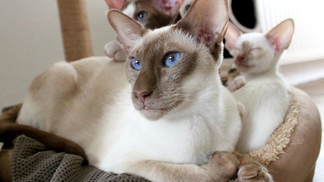 На мягком пледе сидит светлая сиамская кошка с котятами