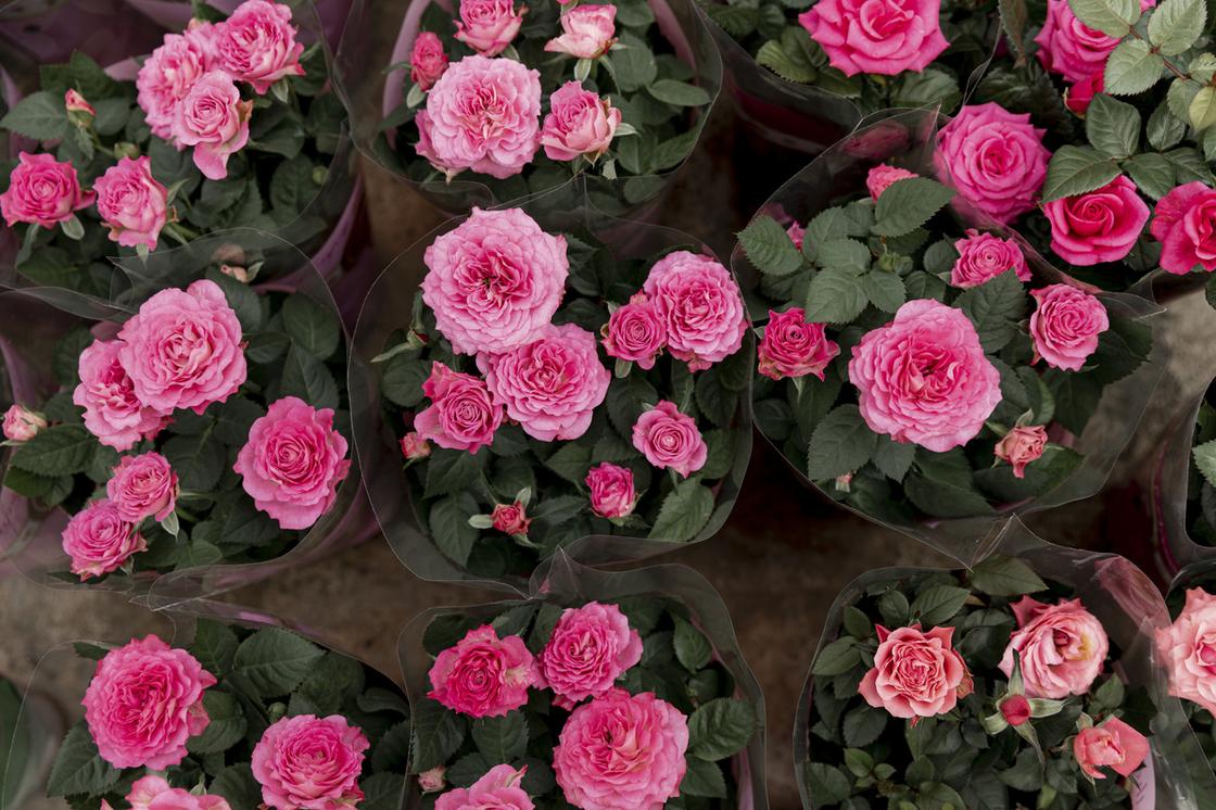 Кустики миниатюрных розовых роз в горшках и упаковке