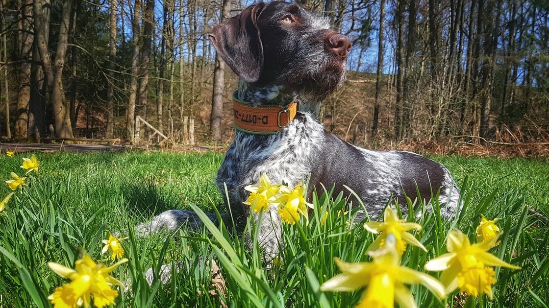 На лужайке с цветущими желтыми нарциссами сидит собака коричнево-белого окраса, с висячими коричневыми ушами и оранжевым ошейником