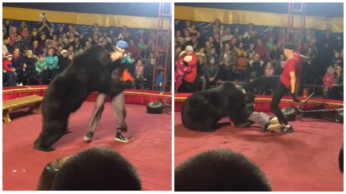 Цирковой медведь напал на дрессировщика во время представления