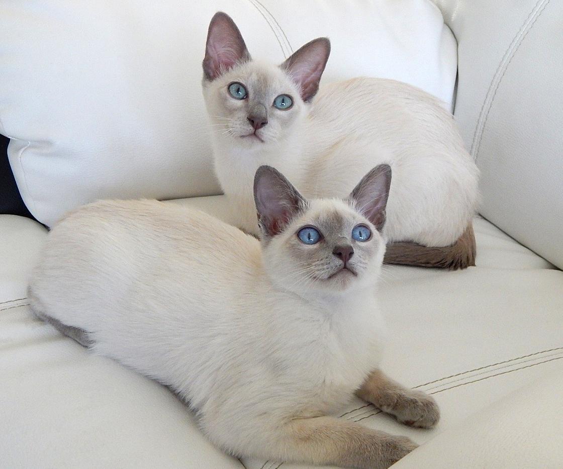 две тонкинские кошки лежат на диване