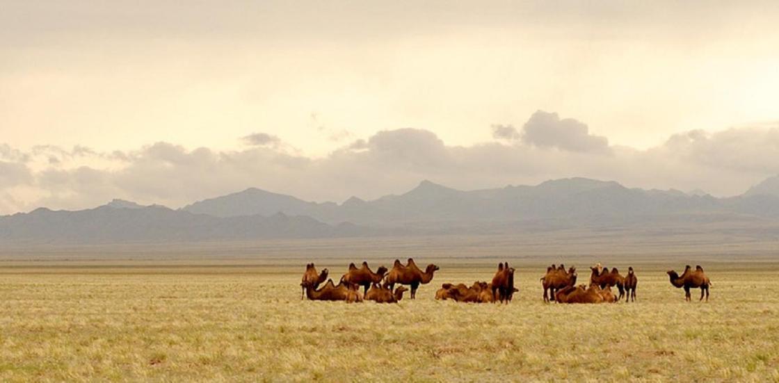 Оспу выявили у верблюдов в селах Мангистауской области