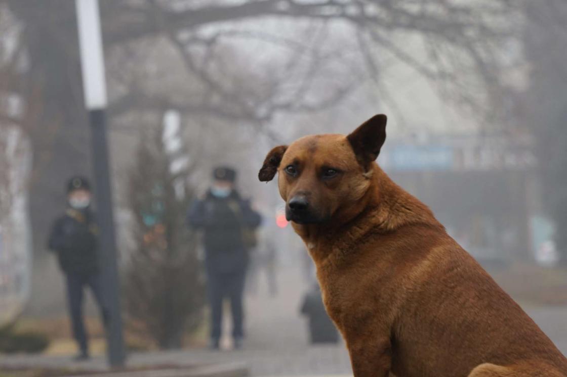 Собака сидит на фоне полицейских