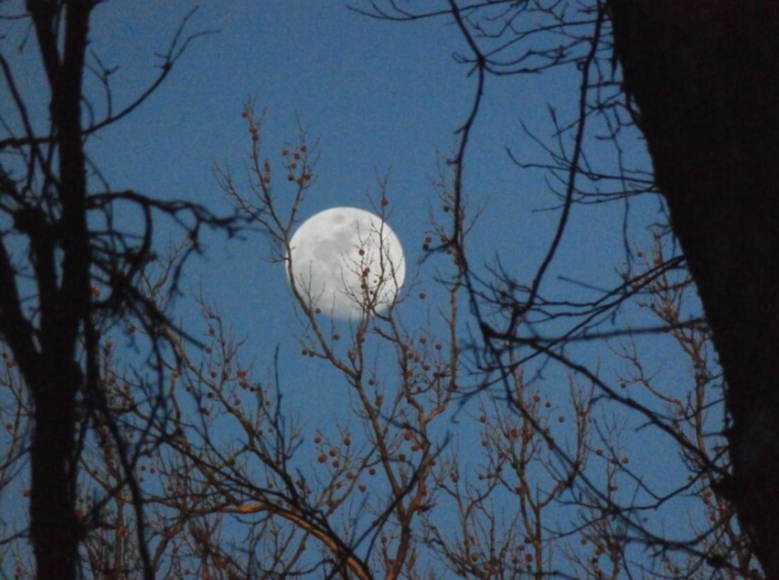 Полная Луна на фоне веток деревьев