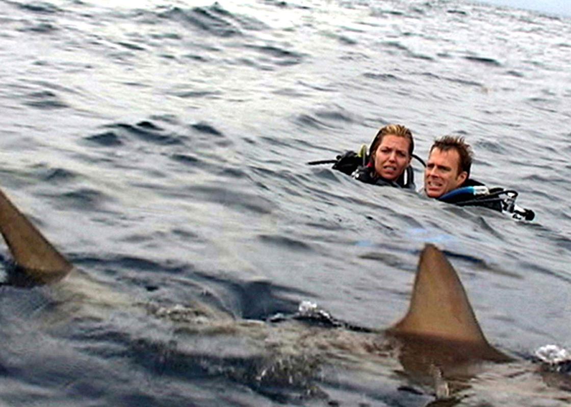 Фильмы про акул: ужасы, топ-10