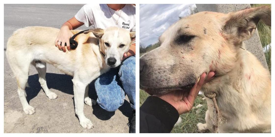 Истязавших собаку подростков нашла полиция Акмолинской области