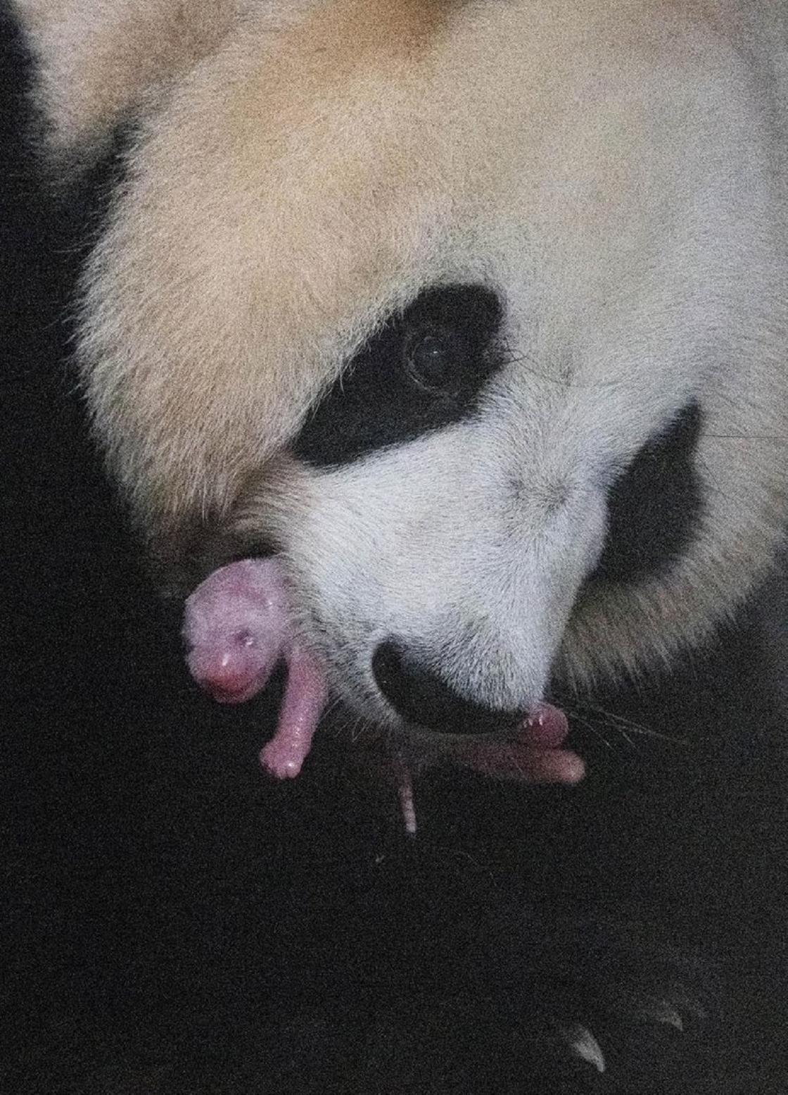 Арендованная в Китае панда родила детеныша в Южной Корее