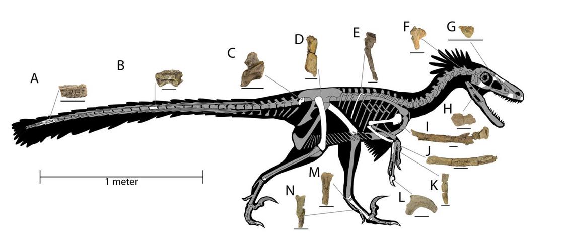 Ученые нашли новых пернатых динозавров