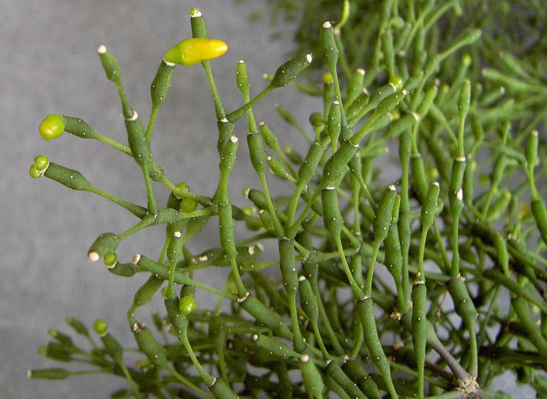 Тонкие веточки растения с желтыми бутонами на кончиках