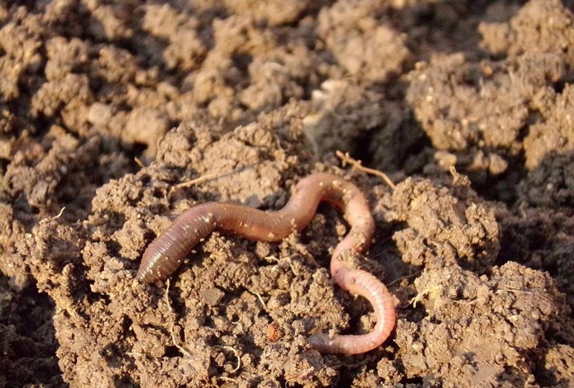 Смертельно ядовитые черви обнаружены на берегах Великобритании