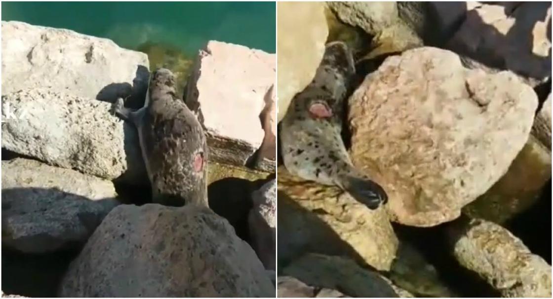 Еще одного раненого тюленя сняли на видео в Актау