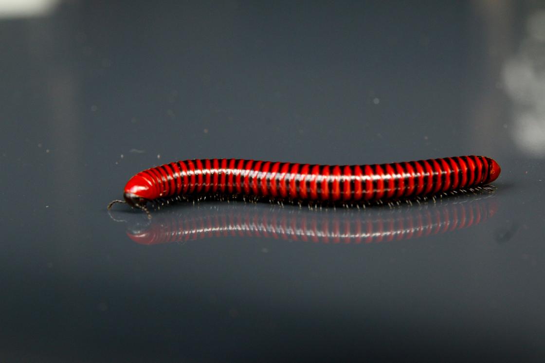Красный червь ползет по гладкой поверхности