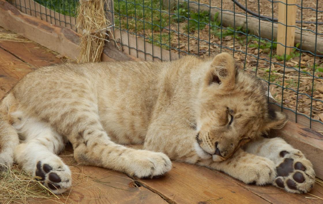Скандальный контактный зоопарк переехал из Алматы в Караганду, заявили зоозащитники