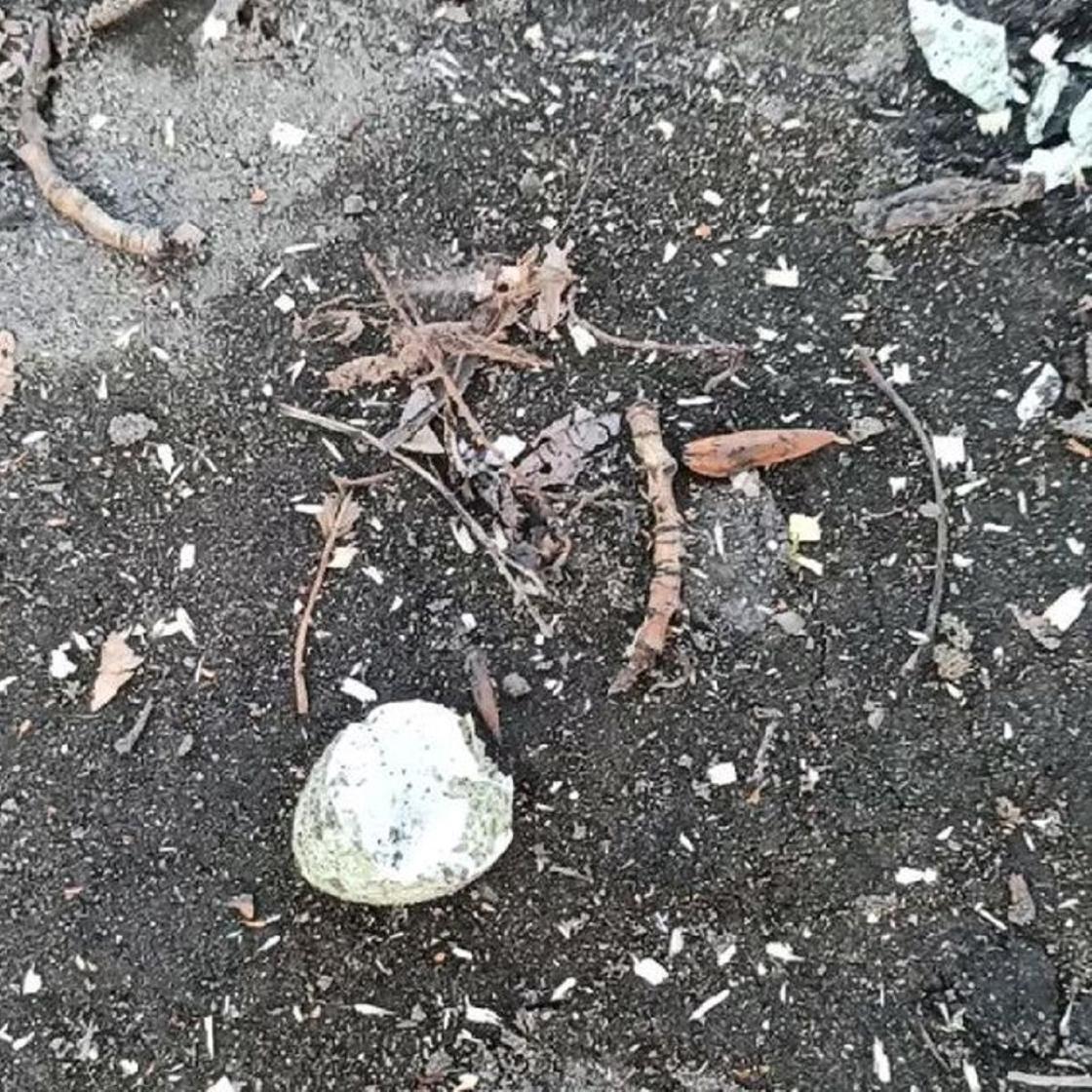 Разбитое яйцо лежит на земле