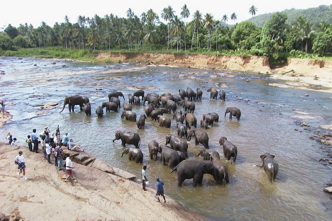 Слоны в естественной среде обитания