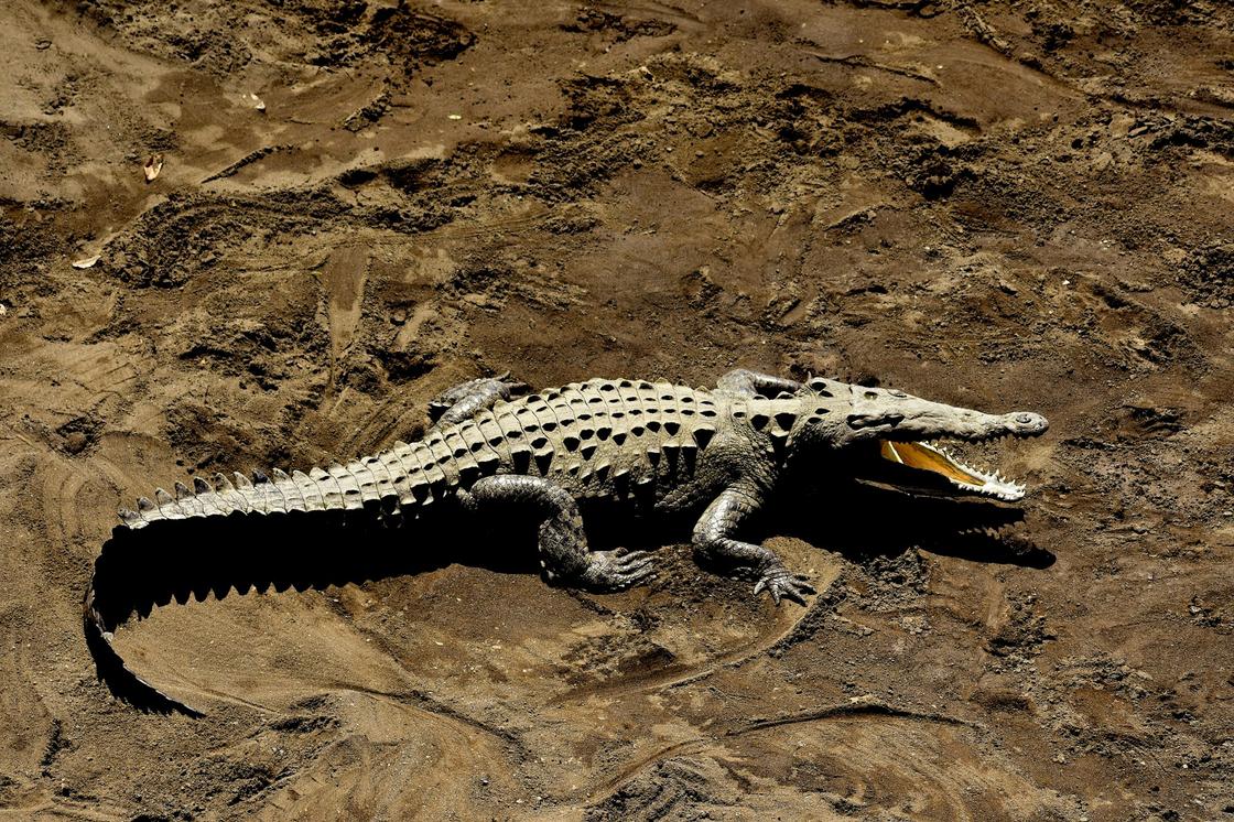 Крокодил на суше