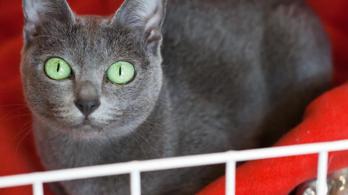 Серая кошка с большими зелеными глазами сидит на красном пледе в корзине
