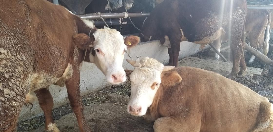 Малообеспеченную семью обязали вернуть АСП из-за коров в Павлодарской области
