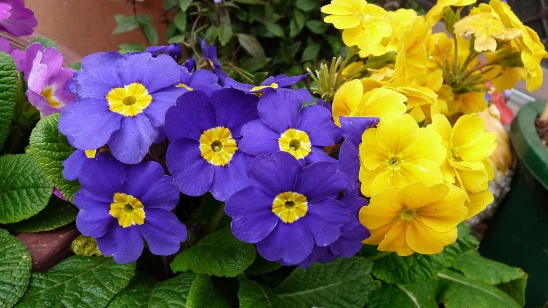 Фиолетовые и желтые цветки примулы