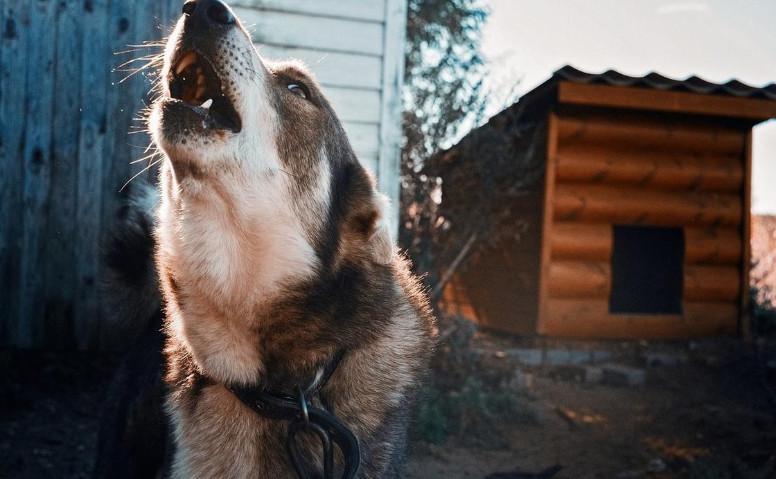 Отравление собак в Алматинской области: владельцы приюта назвали возможных виновных