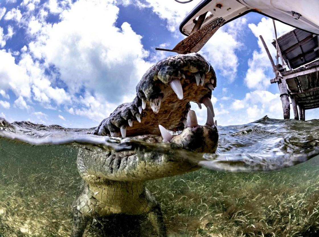 На волоске от смерти: фотосессия с крокодилами