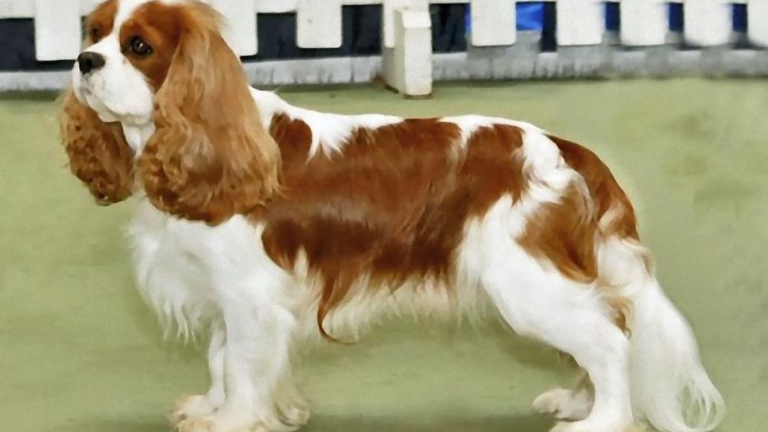 Собака с длинными ушами и бело-коричневым окрасом стоит на площадке