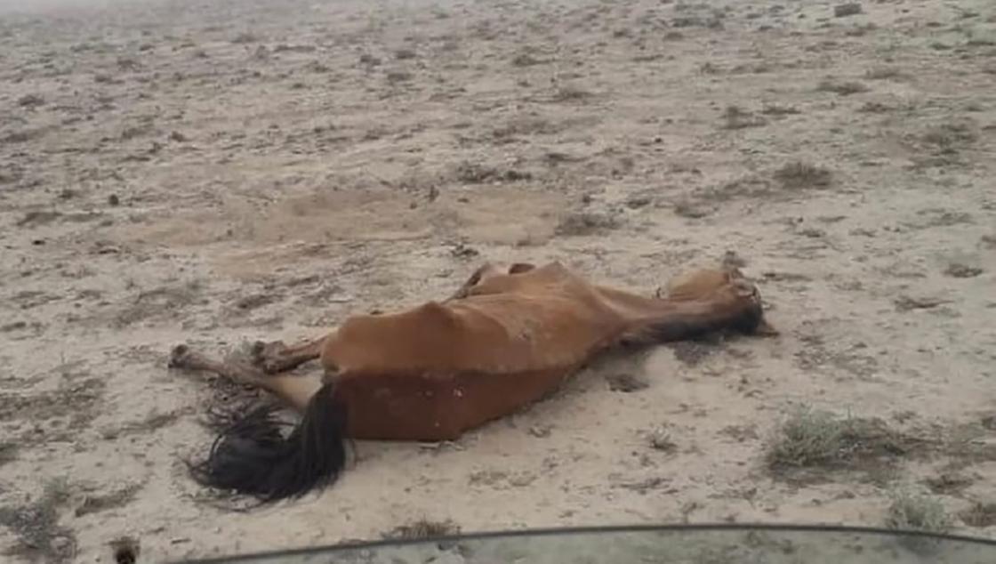 Лошадь лежит на земле