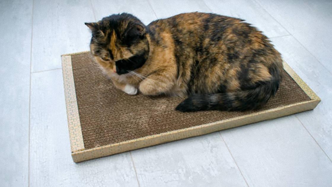 Пятнистая кошка лежит на прямоугольной когтеточке, сделанной из картона