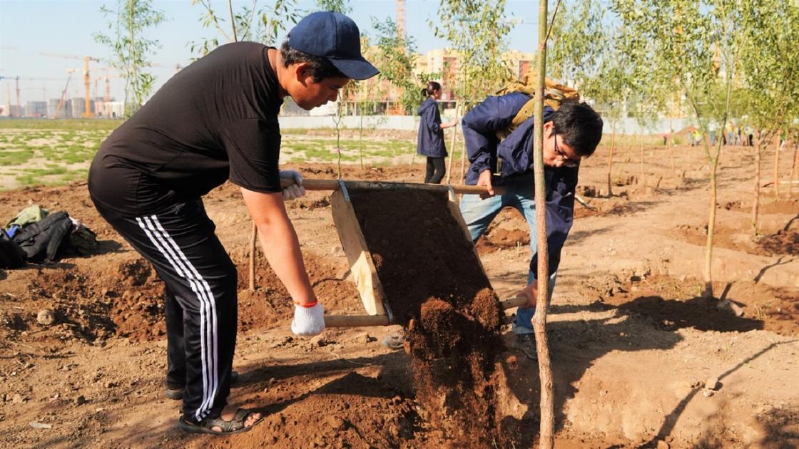 Экоакцию по посадке деревьев на Малом Талдыколе провели в Нур-Султане