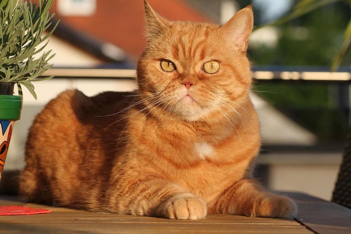 Британская короткошёрстная кошка рыжая характер