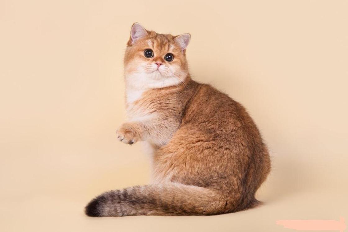 Породы кошек: названия, описания, фото