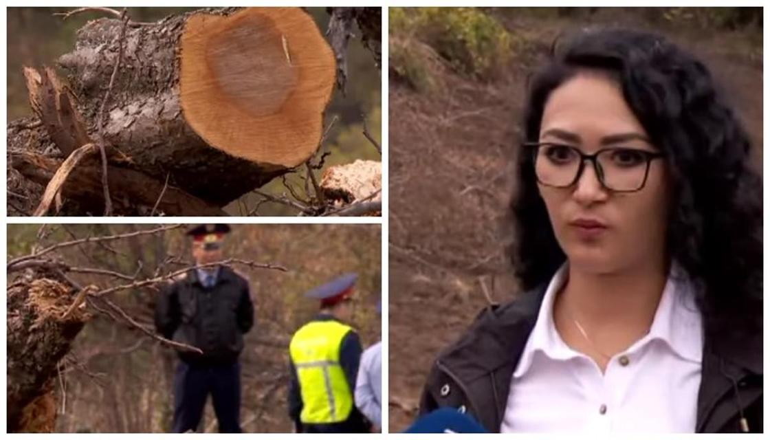 Экологи считают, что вырубка яблоневого сада в Алматы вызовет оползень