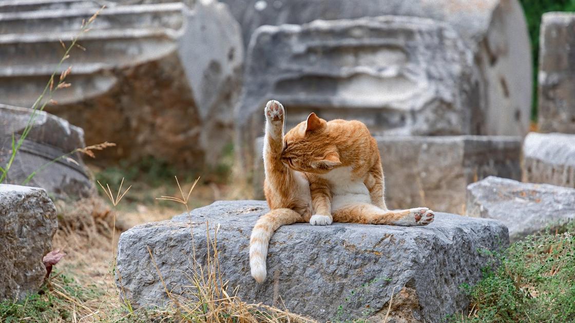 Рыжий кот сидит на камне и вылизывает задние лапы