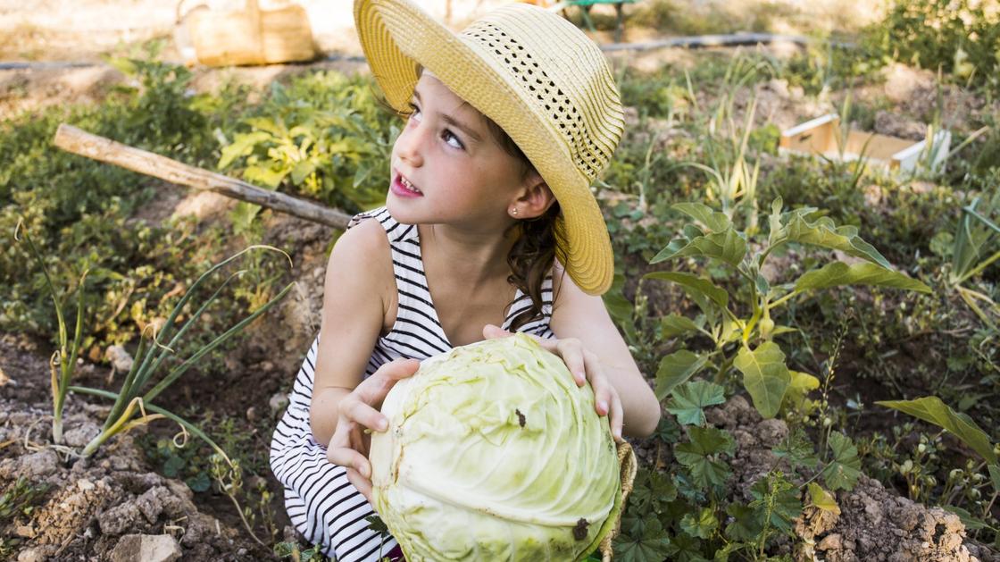 чка в шляпе сидит в огороде и держит в руках срезанную головку капусты