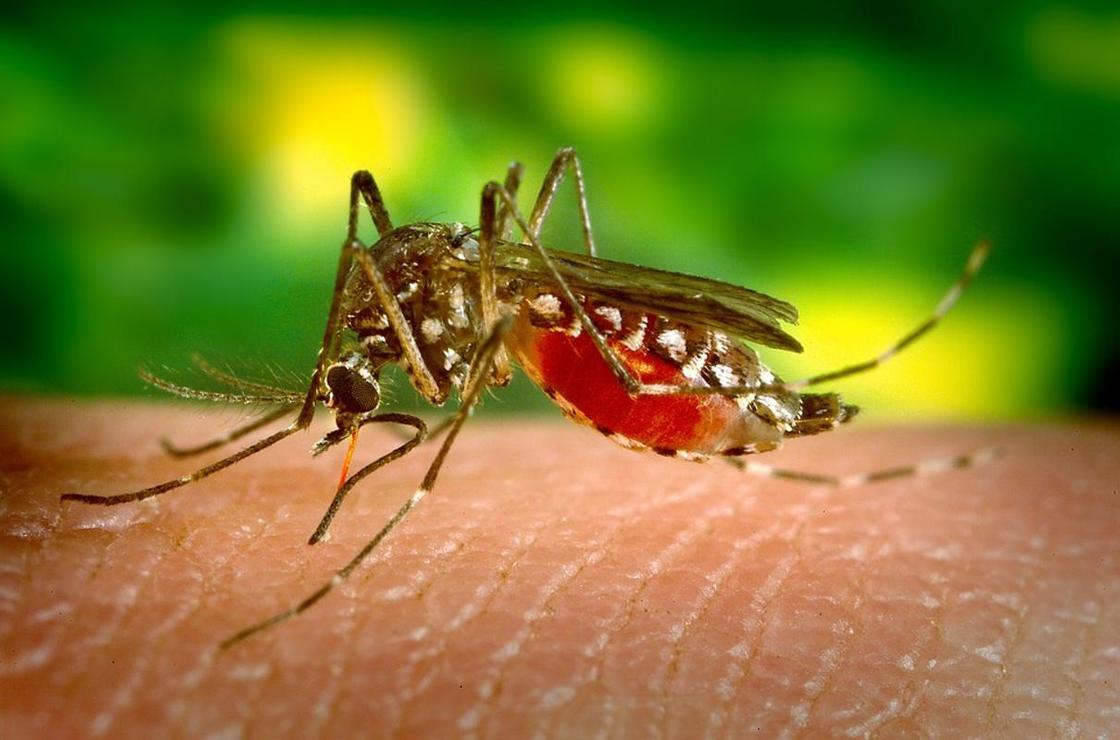 Бороться с комарами при помощи дронов предложили в Нур-Султане