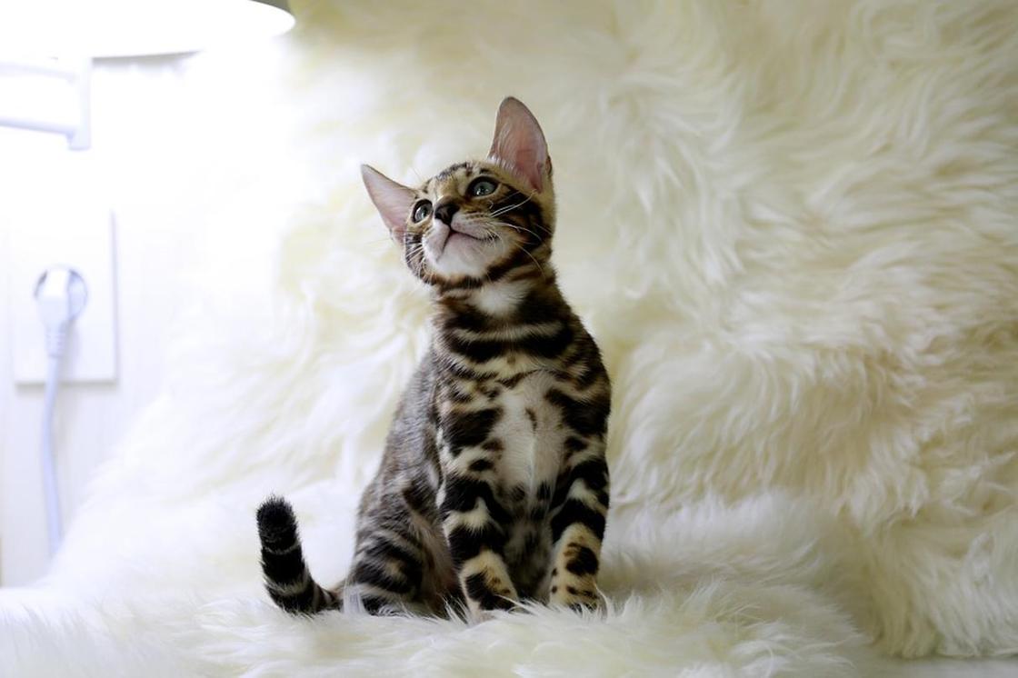 Бенгальская кошка: фото, характер, описание породы