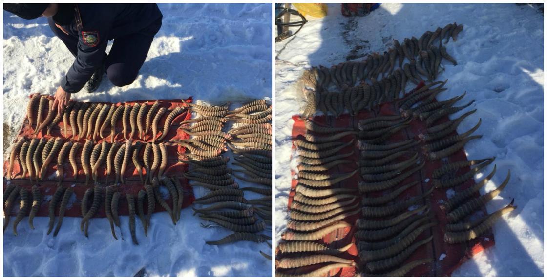 102 рога сайгаков нашли у жителя ЗКО (фото)