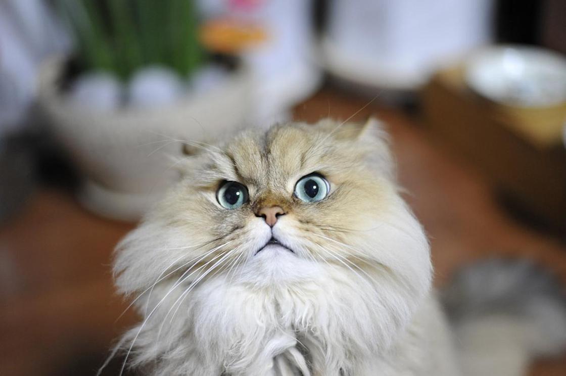 Персидская кошка: описание породы, фото