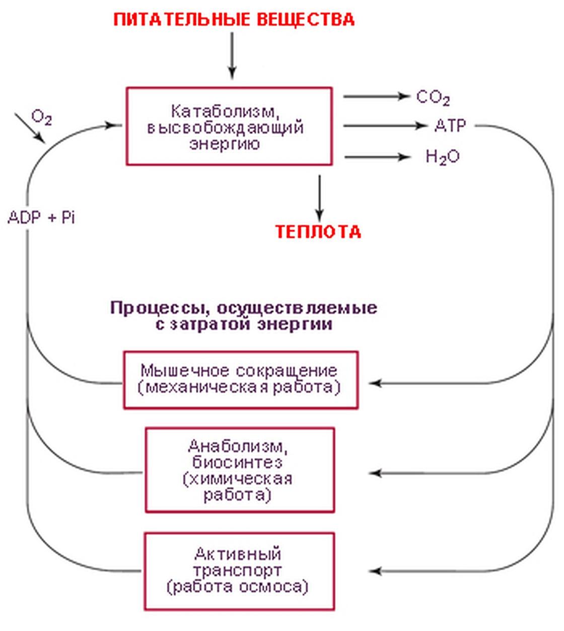 Низкая температура тела: причины, как поднять Низкая температура тела: причины, как поднять
