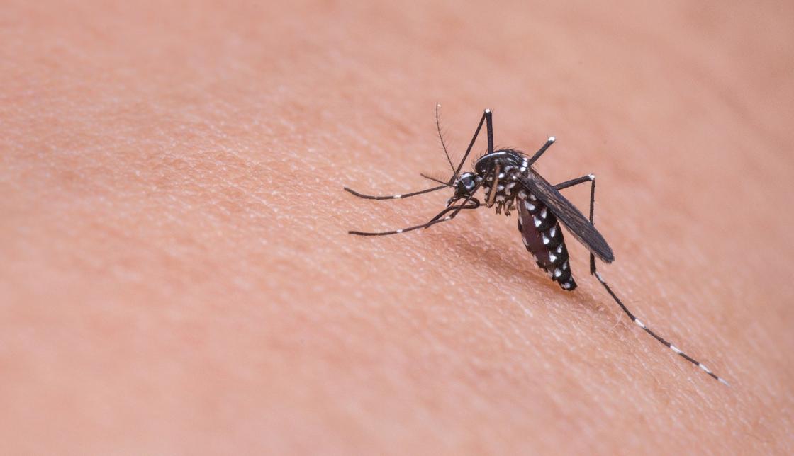 Столицу "атакуют" комары: астанчане боятся выпускать детей на улицу (видео)