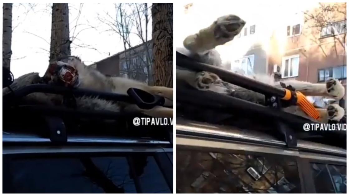 Авто с убитыми волками припарковали во дворе павлодарской многоэтажки (видео)