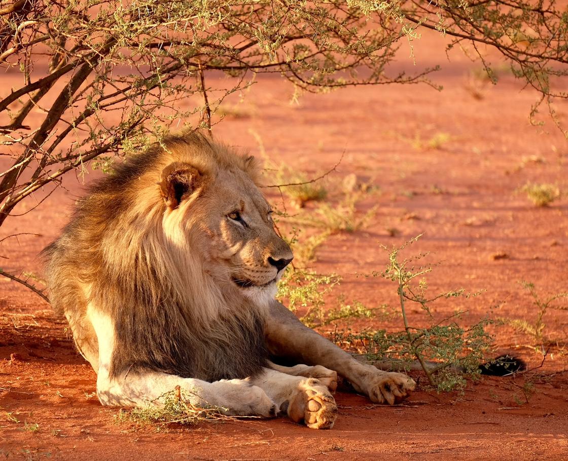 Африканский лев на отдыхе