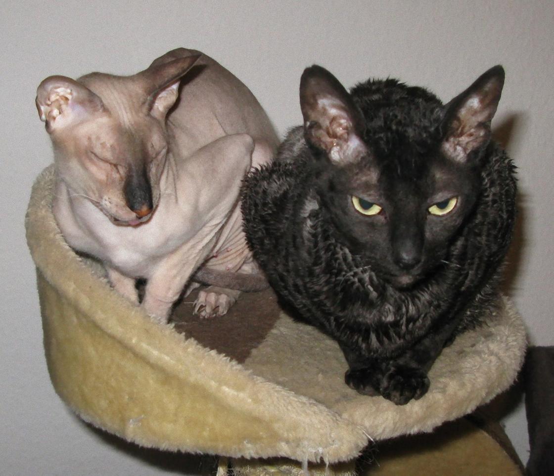 На мягком лежаке сидит бесшерстная светлая кошка и темная кошка с волнистым пухом на теле