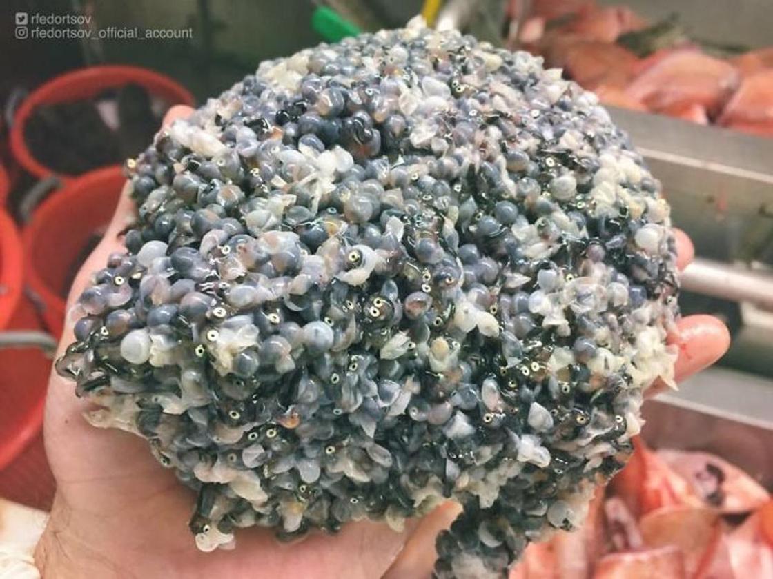 Рыбак показал шокирующие фото морских чудовищ: Люди просят больше не делать этого Рыбак показал шокирующие фото морских чудовищ: Люди просят больше не делать этого