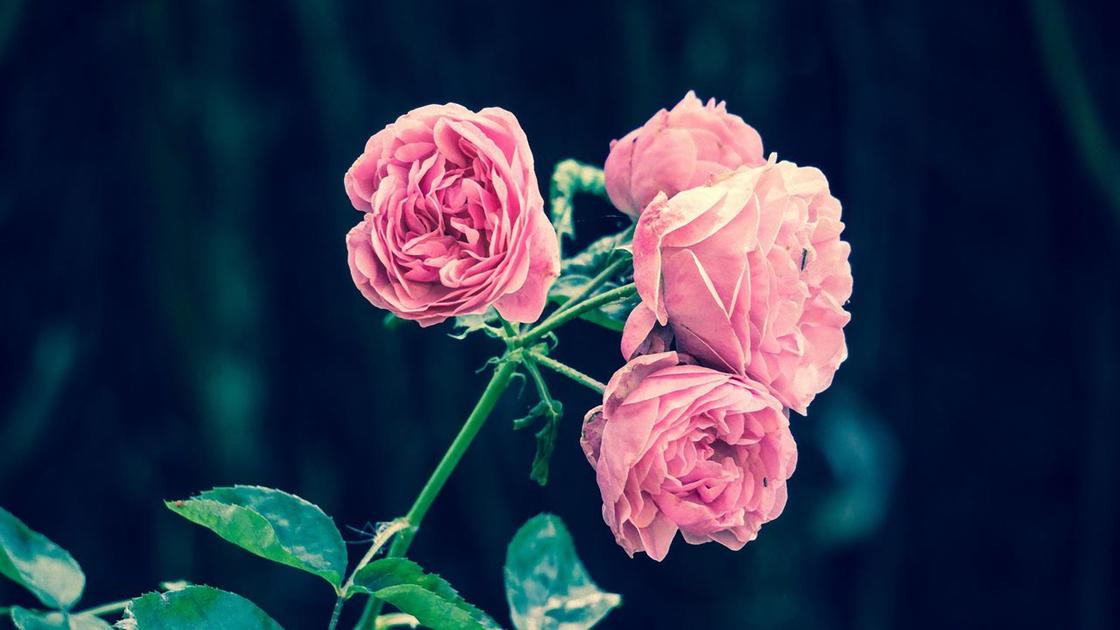 Ветка с цветками розы